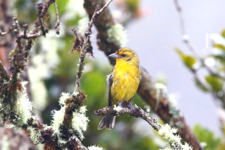 Flame-colored Tanager (f) (?) photo