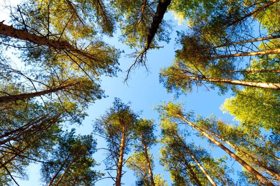The forest in one of russian camps