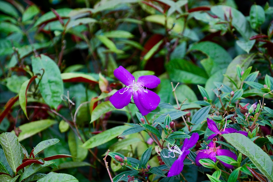 Garden flowers in full bloom