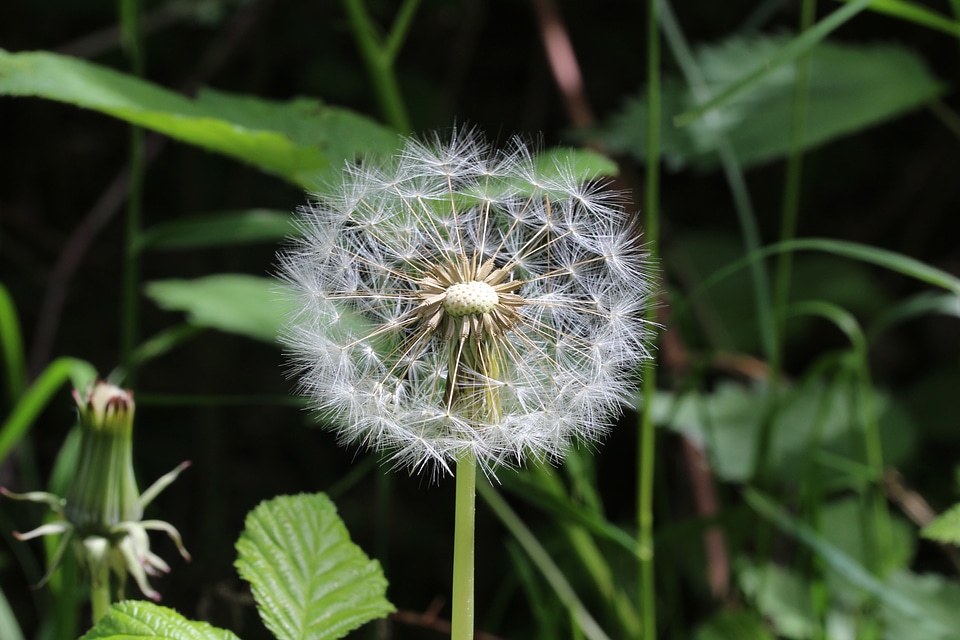 Common flight nature flower