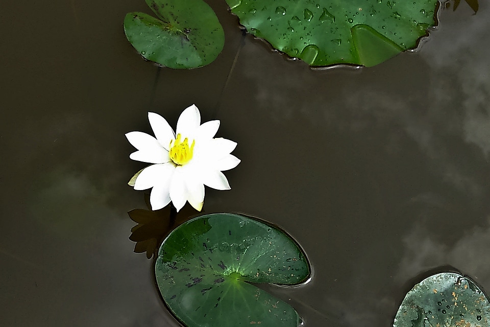 Waterlily bloom blossom