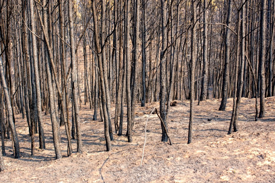 Bobcat Fire 2020