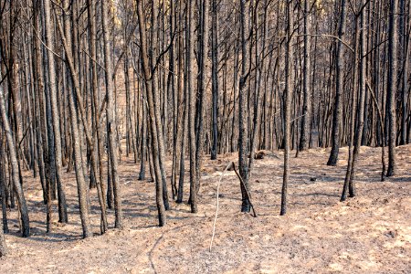 Bobcat Fire 2020