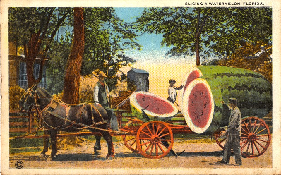 SLICING A WATERMELON FLORIDA
