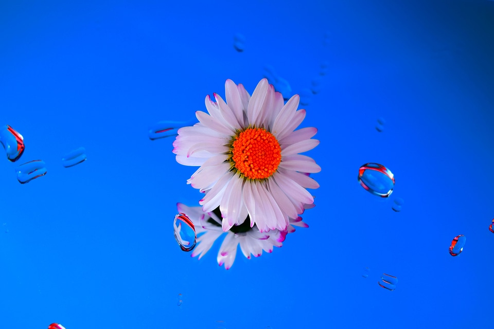 Mirror water flower