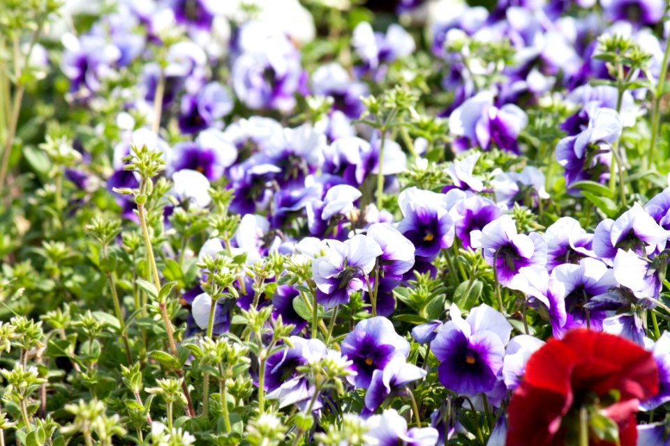 봄꽃 春の花 Spring Flower