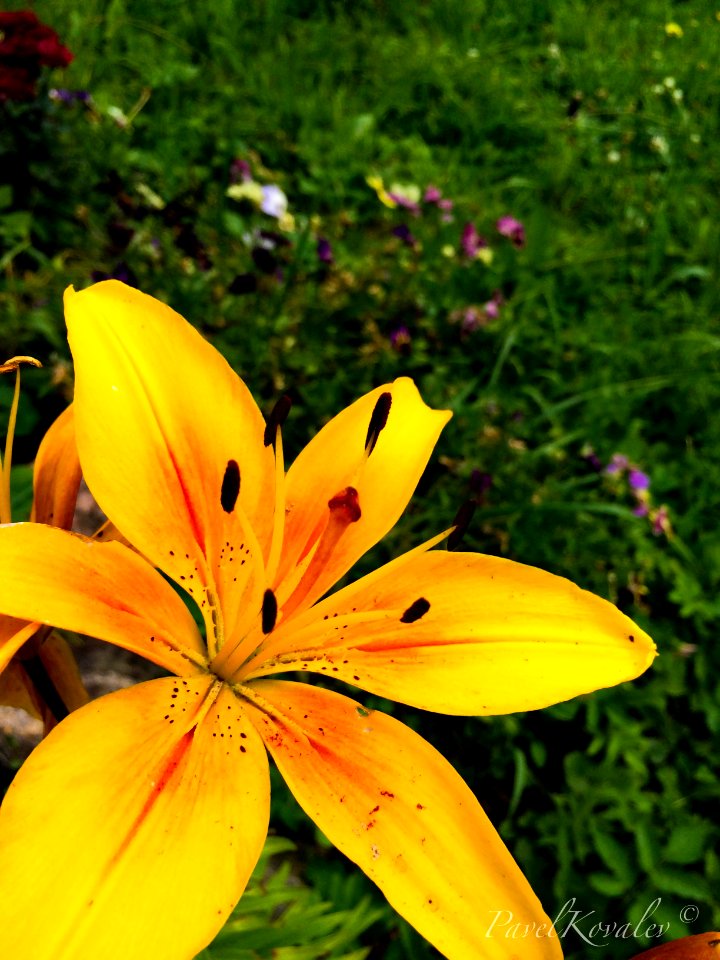 The flower