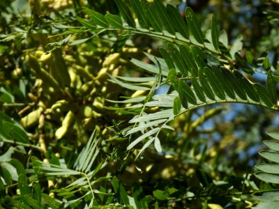 Acacia