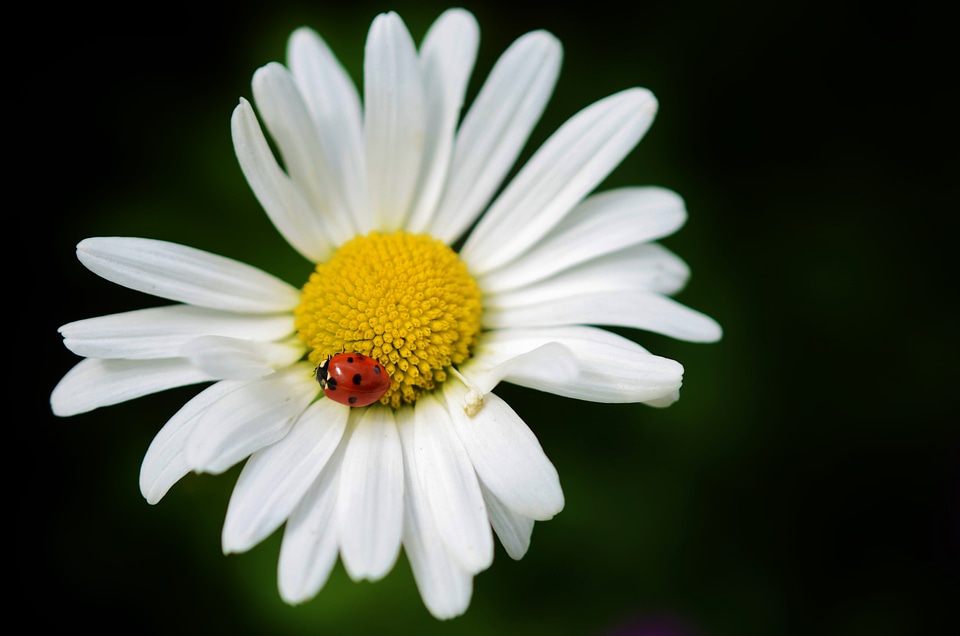 Plant white floral