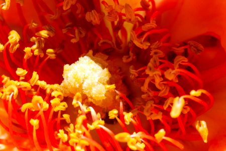 꽃 암술 수술 Pistil Stamen