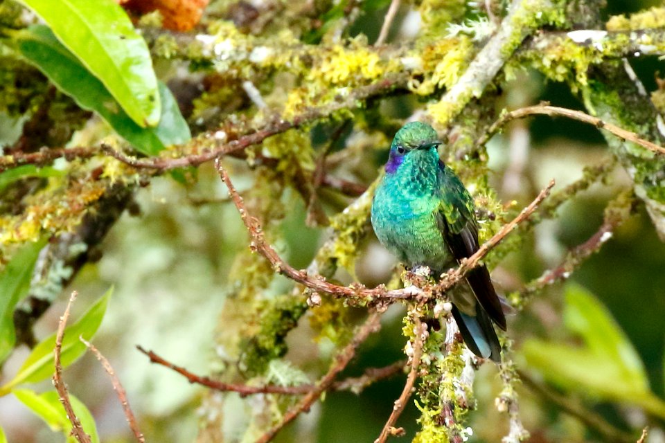 Green Violet-ear Colibri thalassinus) - 260A0479