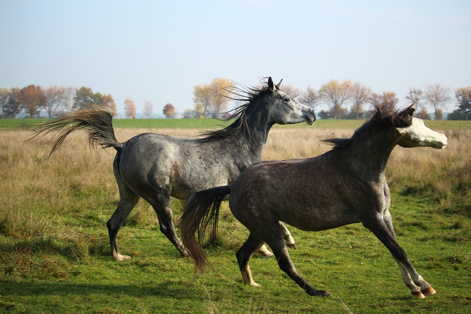 Mare pasture mane