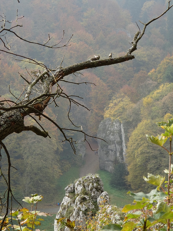 Landscape bough autumn
