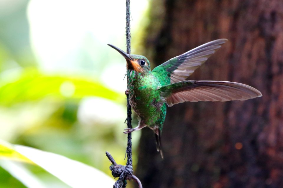 Green-crowned Brilliant (juv)  (Heliodoxa jacula) -260A1938