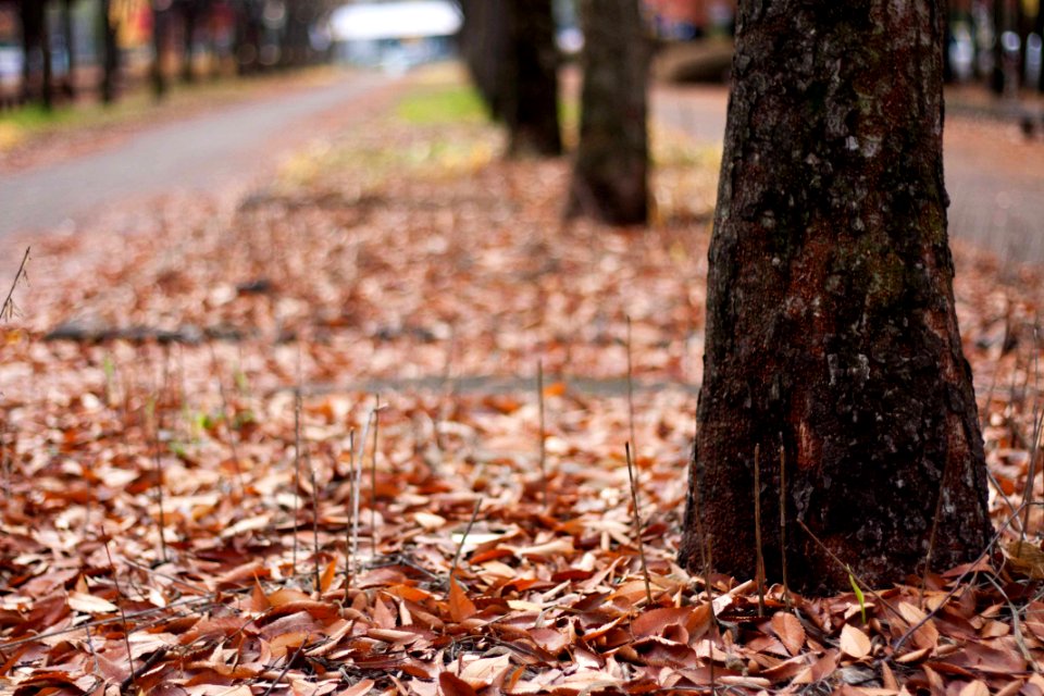 Autumn Fall Litter leaves 가을 낙엽