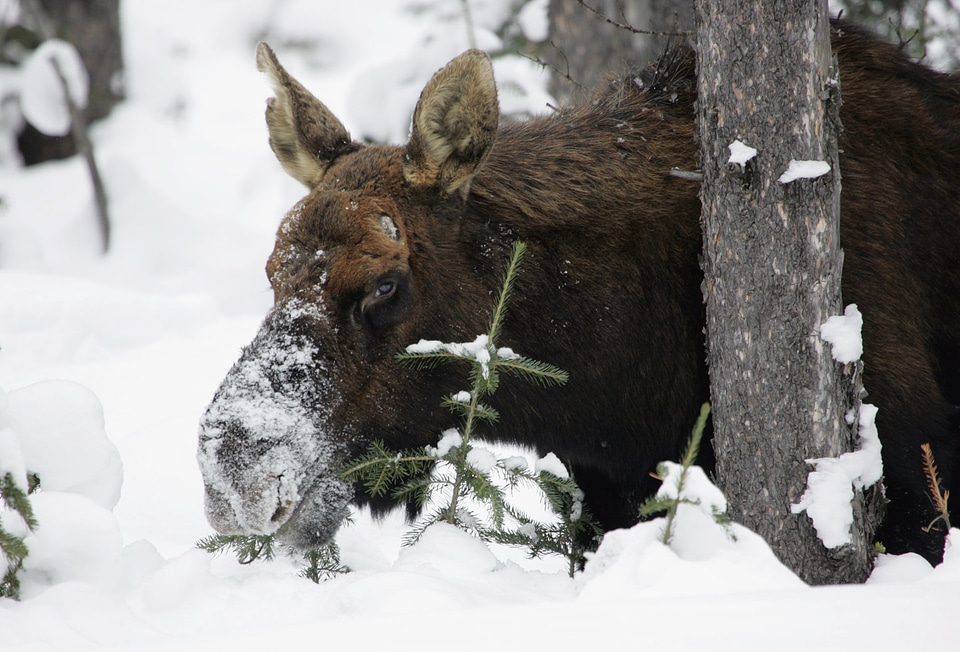 Nature winter animal