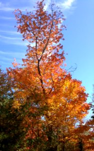 Fall Foliage Bethel, ME photo