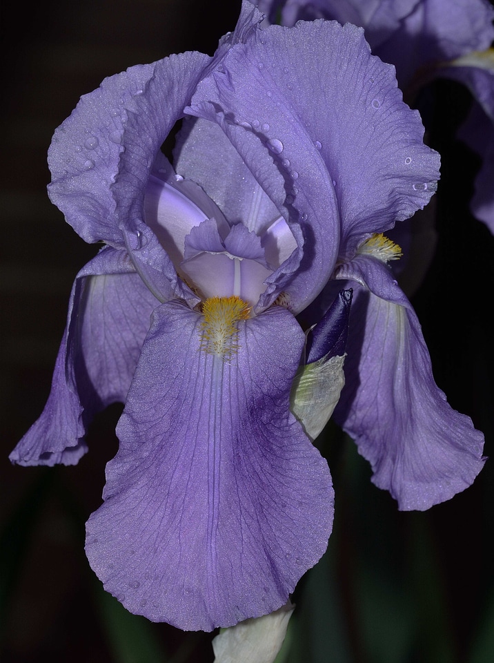 Flowers iris bloom