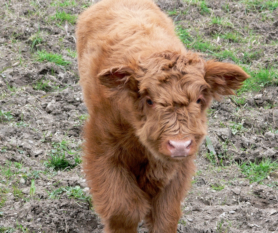 Young animal highlands horns