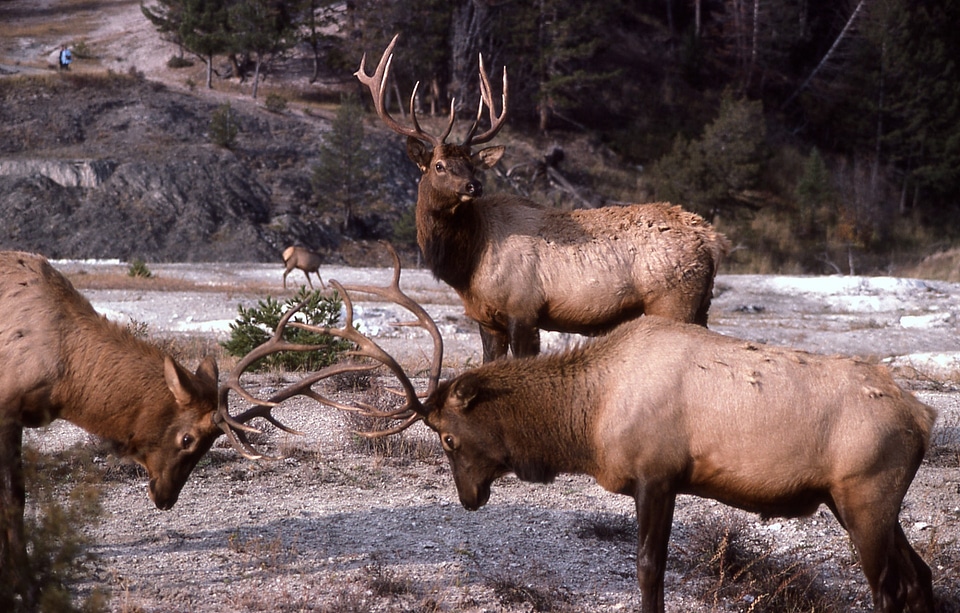Nature outdoors wilderness
