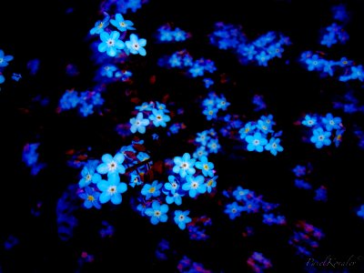 Forget-me-nots