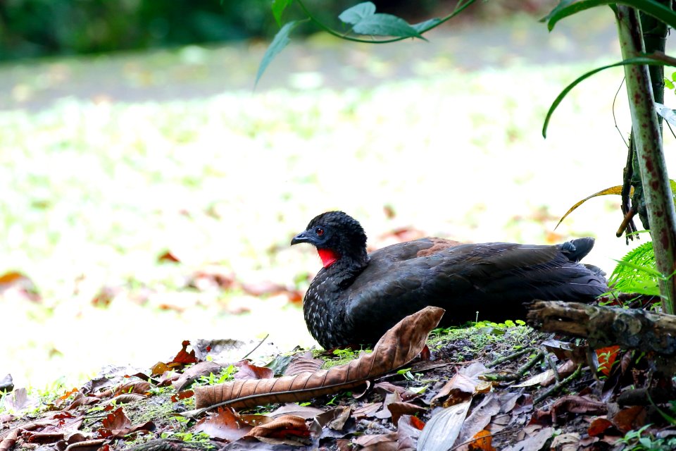 Crested Guan