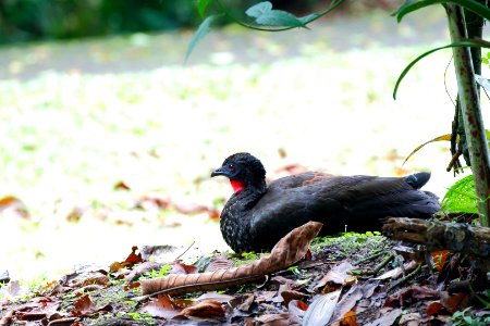 Crested Guan