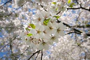 Tree blue blooming