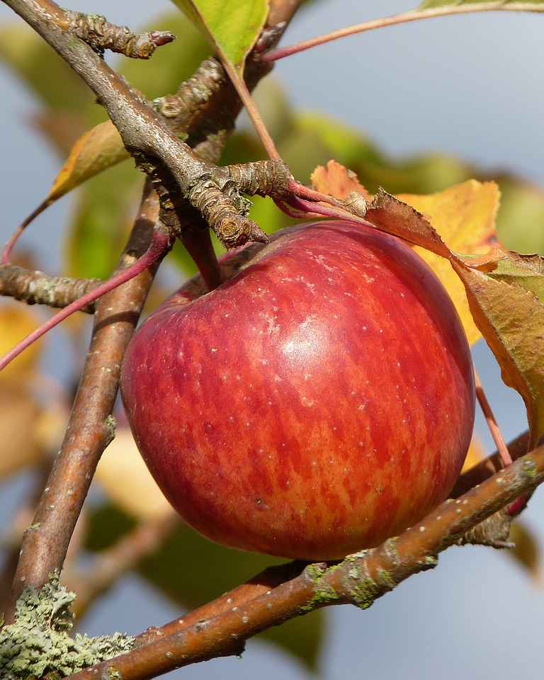 Fruit nature fruits