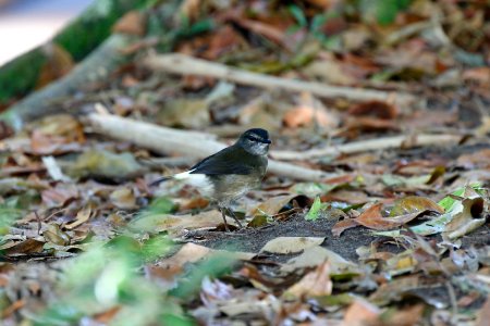 Buff-rumped Warbler