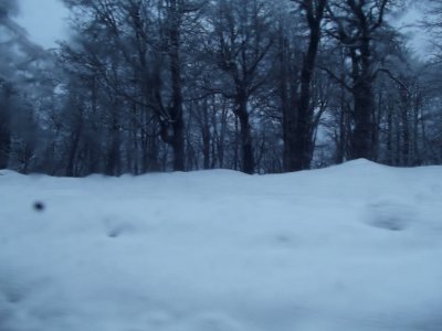 Pinos y nieve 2 photo