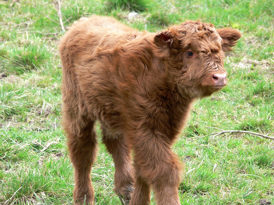 Young animal highlands horns