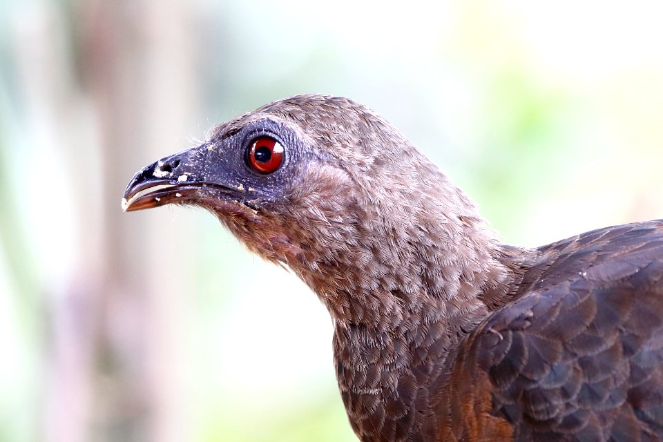 Sickle-winged Guan, Chamaepetes goudotti - 260A2435
