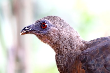 Sickle-winged Guan, Chamaepetes goudotti - 260A2435