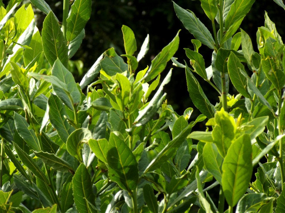 Laurel de noche