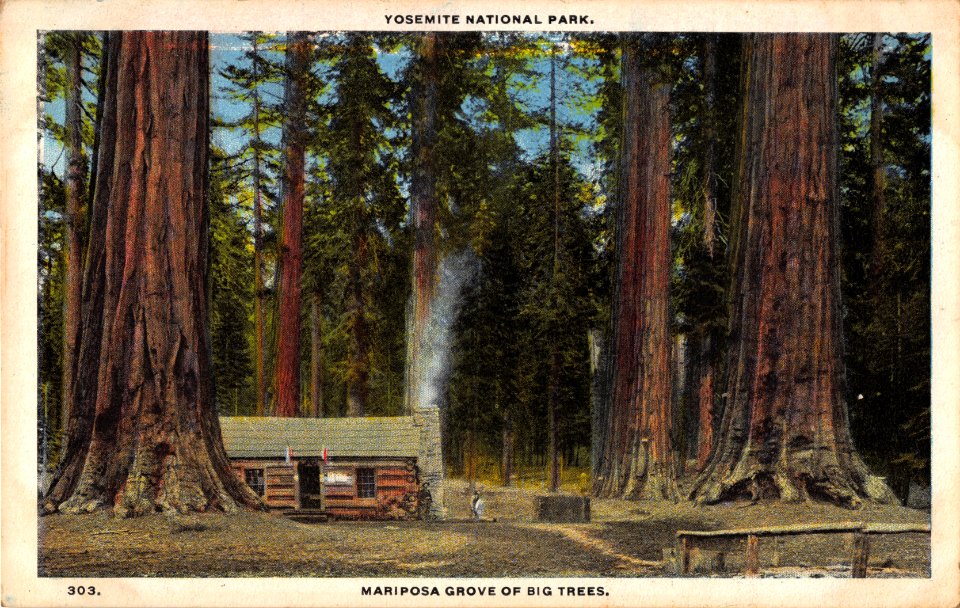 303. MARIPOSA GROVE OF BIG TREES YOSEMITE NATIONAL PARK