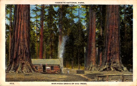 303. MARIPOSA GROVE OF BIG TREES YOSEMITE NATIONAL PARK
