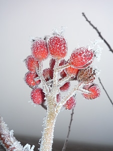 Snow rau wintry photo