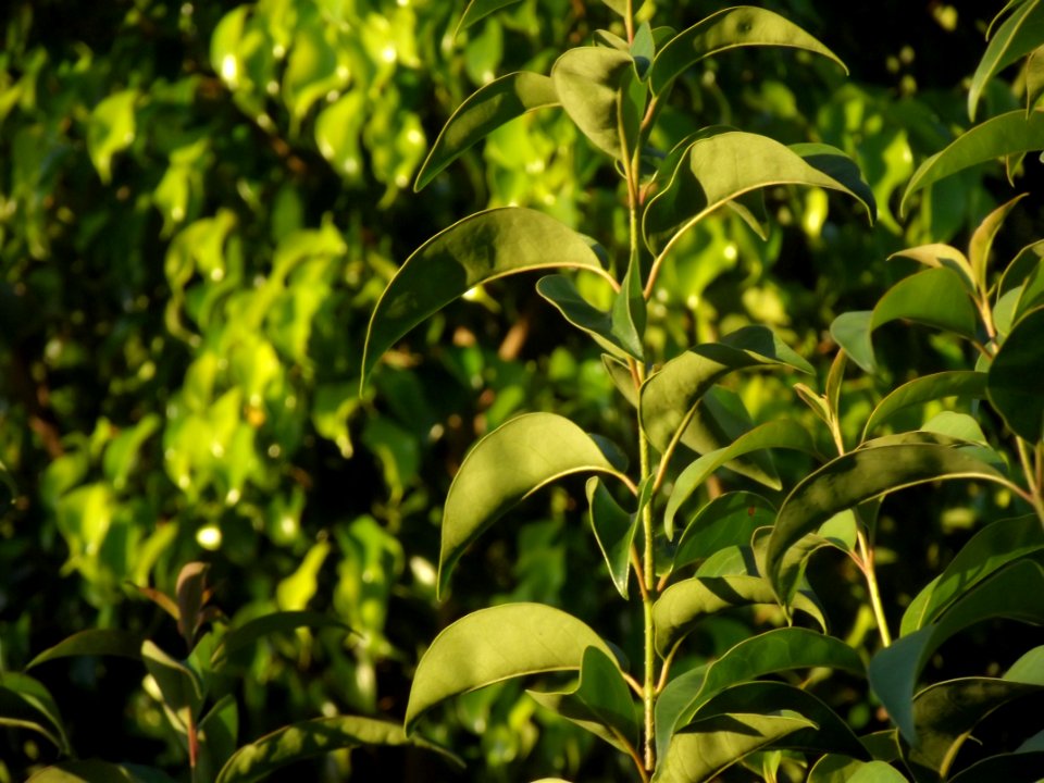 Plantas al atardecer