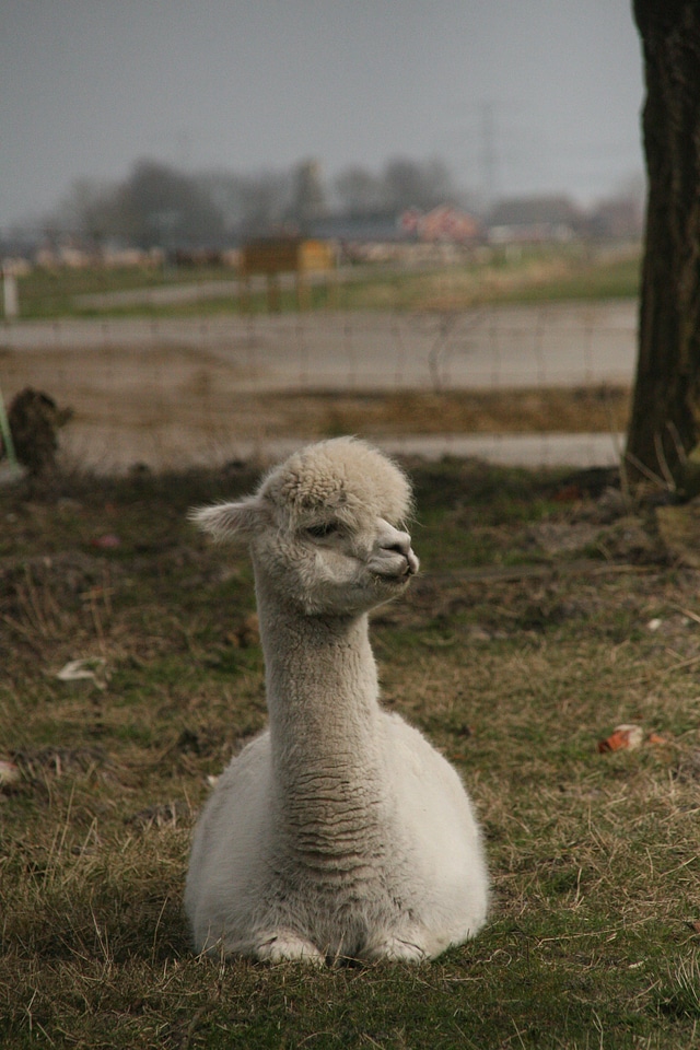 Animal netherlands nature
