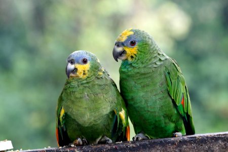 Tamme Amazona Parrots