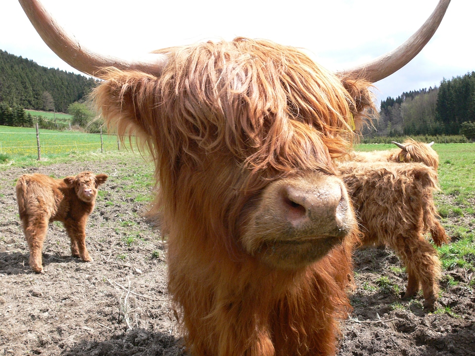 Young animal highlands horns