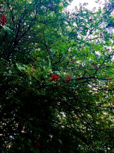Just a rowan