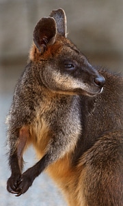 Looking wildlife zoo