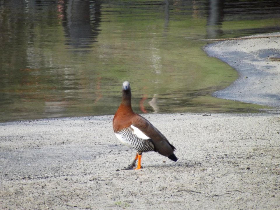Ave cerca del lago 1