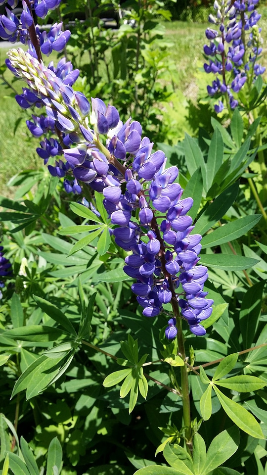 Lupine blossom blooming