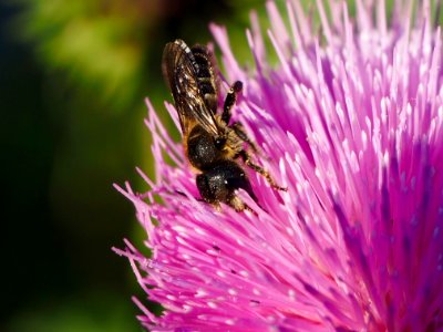 Abeja polinizando