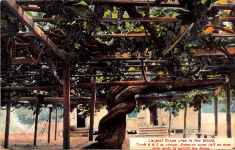 LARGEST GRAPE VINE IN THE WORLD TRUNK 8FT 3IN CICUM. BRANCHES COVER HALF AN ACRE SIXTY POSTS TO UPHOLD THE FRAME