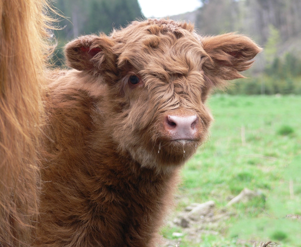 Young animal highlands horns