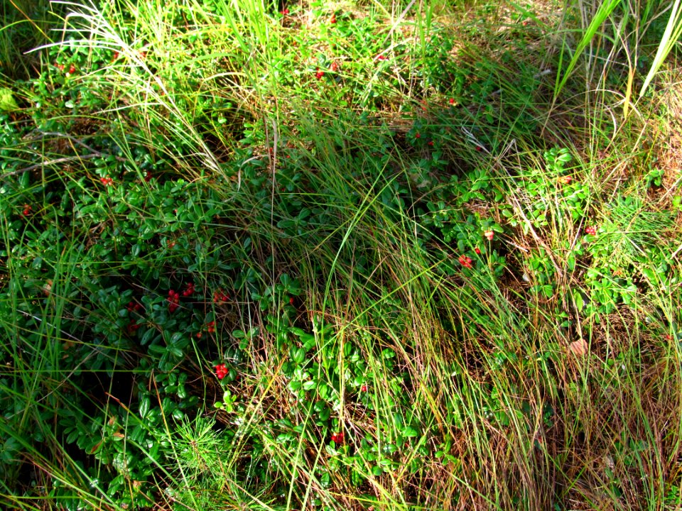 Vaccinium vitis-idaea
